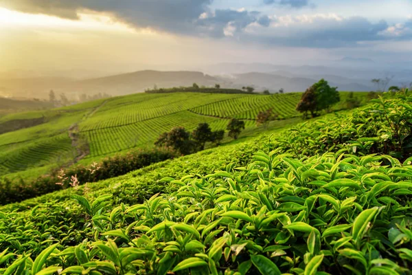 Filas escénicas de arbustos de té verde y cielo colorido atardecer — Foto de Stock