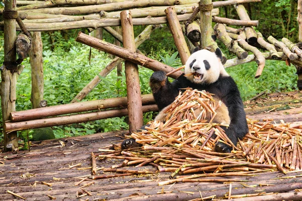 Panda sitting in pile of bamboo shoots and enjoying food — Stock Photo, Image