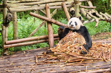 Sevimli komik panda ayı bambu sürgünler yığını nda oturan