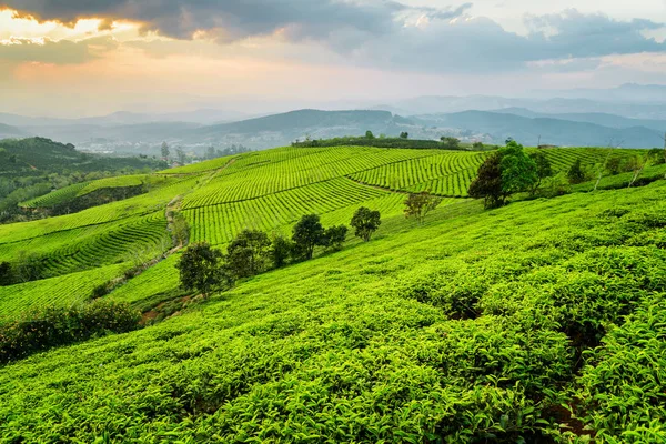 Vista panorámica de la plantación de té. Hermoso paisaje rural de verano — Foto de Stock