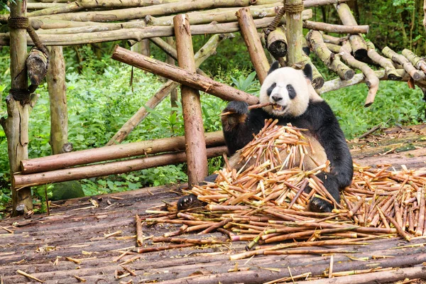 Aranyos vicces panda medve ül a halom bambusz hajtások — Stock Fotó