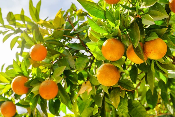 Naranjas maduras colgando de un árbol antes de la cosecha. Frutas maduras —  Fotos de Stock