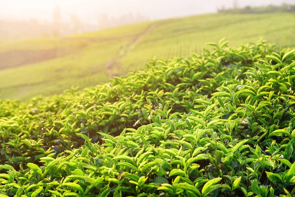 Jovens folhas de chá verde brilhante na plantação de chá ao pôr do sol — Fotografia de Stock