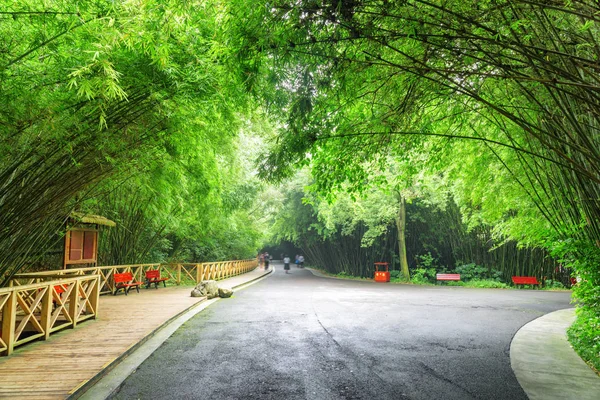 竹林の素晴らしい道路交差点。森を通る道 — ストック写真
