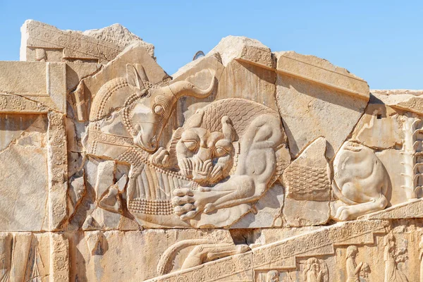 İran 'ın Persepolis şehrinde bir aslanın boğaya saldırması çok üzücü. — Stok fotoğraf