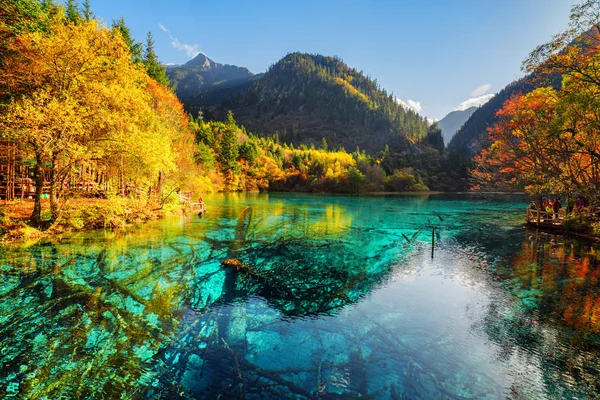 Blick auf versunkene Baumstämme im Fünf-Blüten-See — Stockfoto