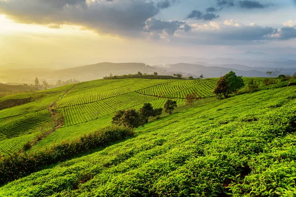 Fantástica Vista Plantación Atardecer Hermosas Filas Jóvenes Arbustos Verde Brillante — Foto de Stock