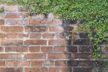 köşedeki yeşil sarmaşık olan eski vintage tuğla duvar