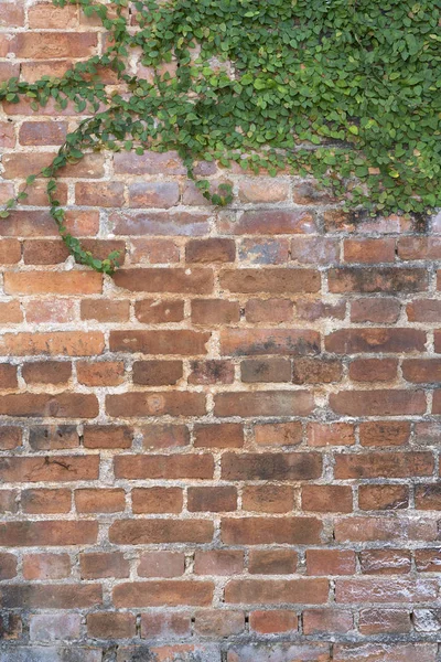Köşedeki Yeşil Sarmaşık Olan Eski Vintage Tuğla Duvar — Stok fotoğraf