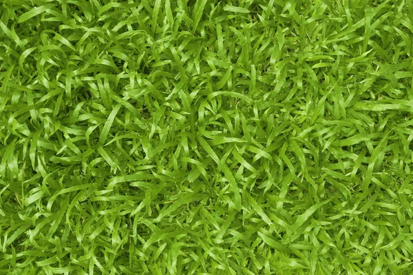 Green Grass Texture Background — Stock Photo, Image