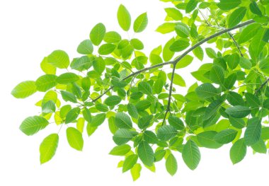 beyaz arkaplanda yeşil yapraklar izole