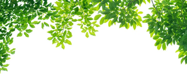 Panorâmica Folhas Verdes Sobre Fundo Branco — Fotografia de Stock