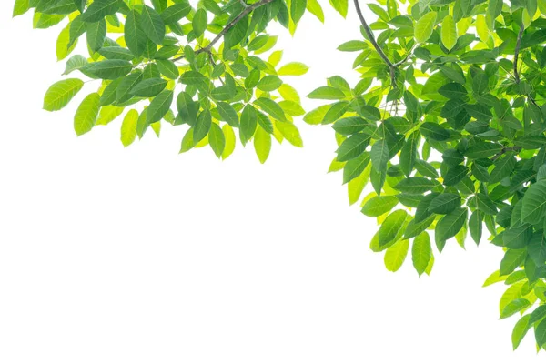 beyaz arkaplanda yeşil yapraklar izole