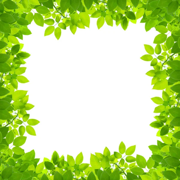 Green Leaves White Background — Stock Photo, Image