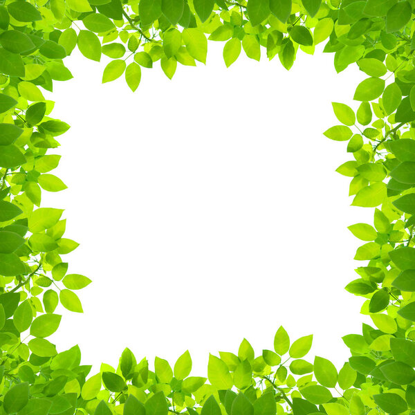 green leaves on white background