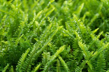 Bulanık arkaplanı olan yeşil bitki