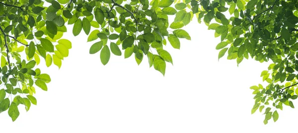 Panoramische Groene Bladeren Witte Achtergrond — Stockfoto