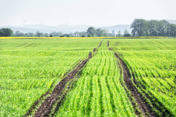 Young wheat field on spring time