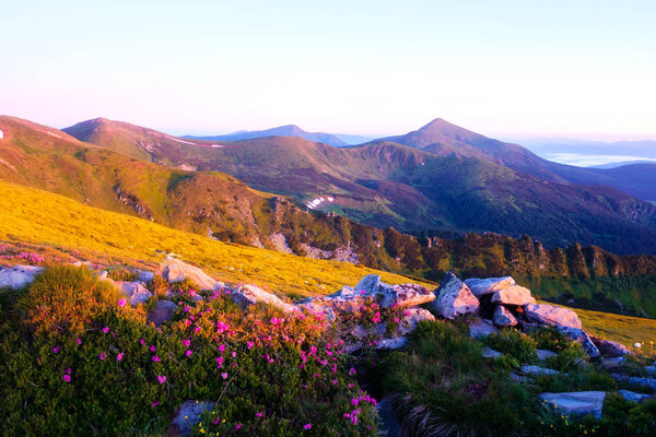 Волшебный розовый рододендрон
