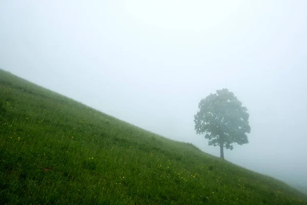 Alone tree in the fog — Stock Photo, Image