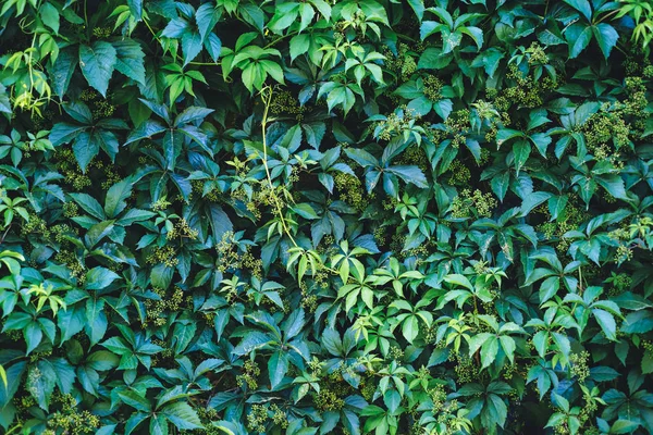 Textura de hojas de hiedra de cerca. Pared verde . — Foto de Stock