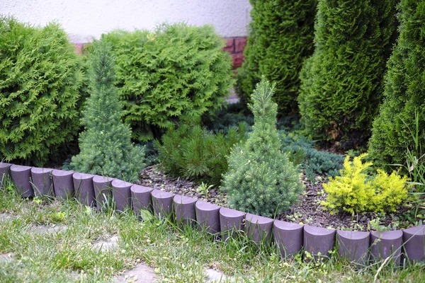 Ev closeup yakınındaki farklı thujas