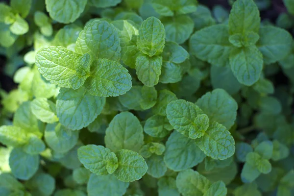 Pepparmynta mintkvistar närbild — Stockfoto