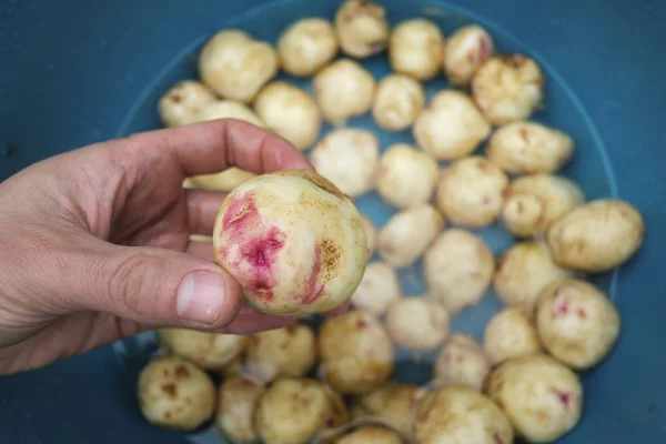 Ziemniaki w zbliżenie dłoni w rolnika — Zdjęcie stockowe