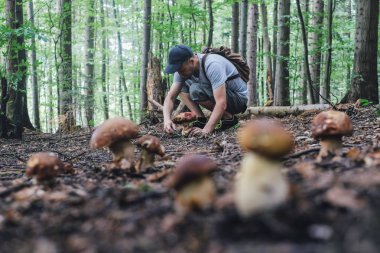 İnsan mantar toplar.