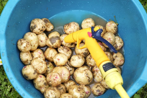 Batatas Plástico Tigela Closeup Conceito Agricultura — Fotografia de Stock