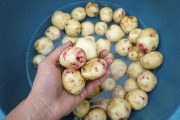 Batatas no agricultor mão closeup — Fotografia de Stock