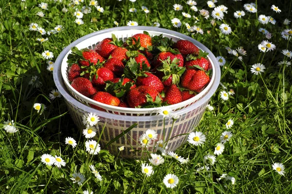 Çilek tabakta yakın plan.