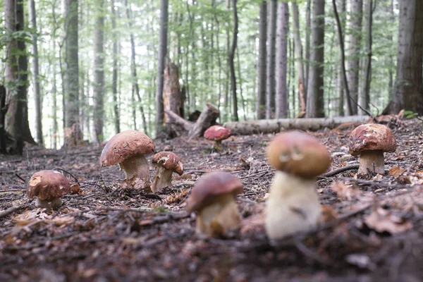 Yaz ormanda beyaz mantar