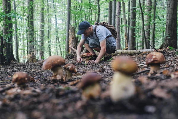 Man verzamelt paddenstoelen — Stockfoto