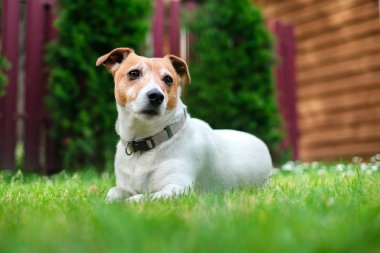 Jack russel terrier house yakınındaki'nın bahçesinde