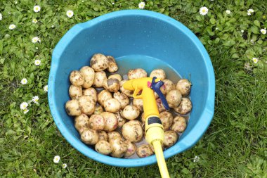 Patates plastik kapta