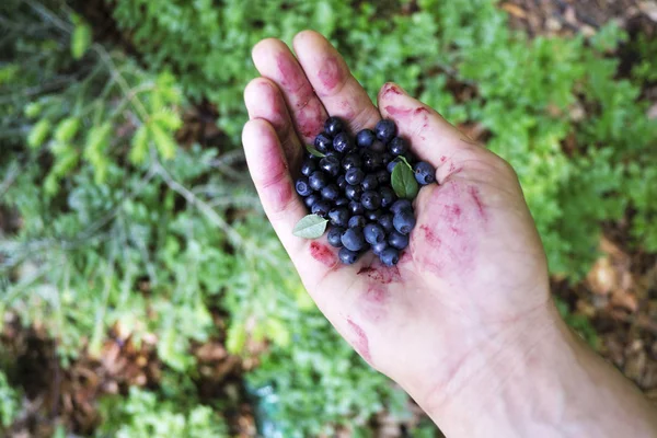 Blueberry in man hand — Stock Photo, Image