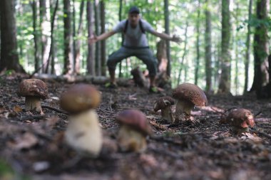 İnsan mantar toplar.