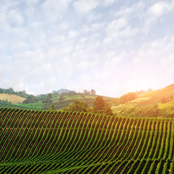 Amazing rural landscape with green vineyard — Stock Photo, Image