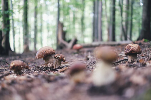 Vit svamp i sommar skog — Stockfoto