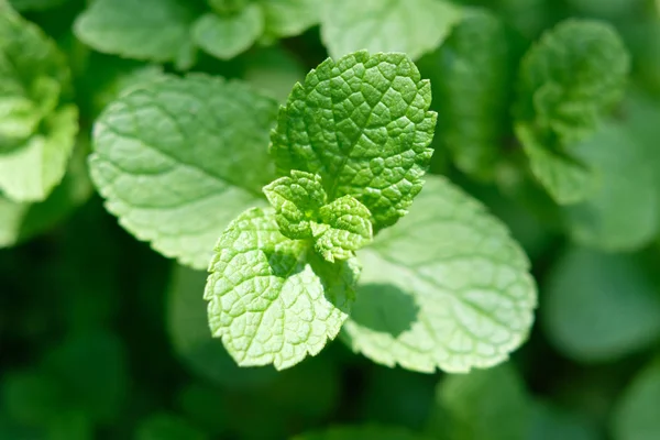 Menthe poivrée brindilles de menthe gros plan — Photo