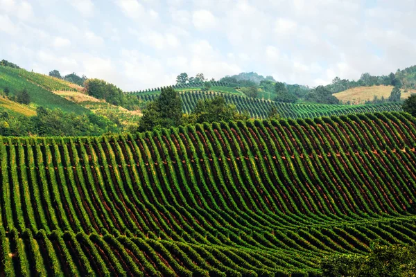 Fantastiska landsbygdens landskap med gröna vineyard — Stockfoto