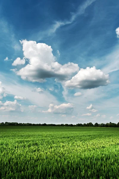 Campo de trigo verde contra o céu azul — Fotografia de Stock