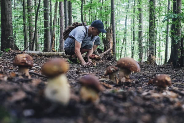 Mann sammelt Pilze — Stockfoto