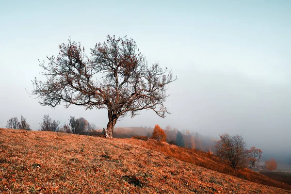 Verbazingwekkende scène op de herfst bergen — Stockfoto