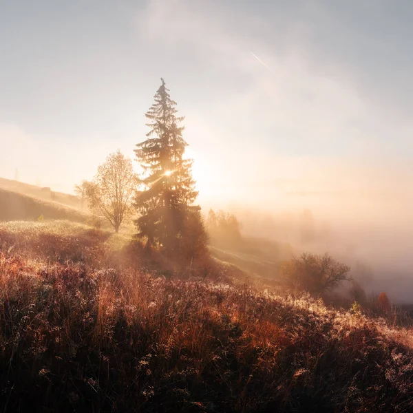 Increíble escena en las montañas de otoño —  Fotos de Stock