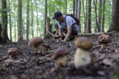 İnsan mantar toplar.