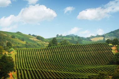 Muhteşem kırsal manzara yeşil üzüm