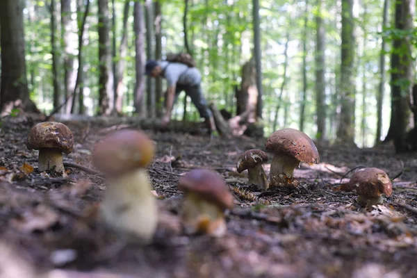 İnsan mantar toplar.