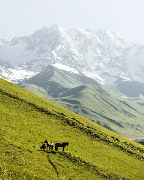 Horses on green valley against main Caucasian ridge — Stock Photo, Image
